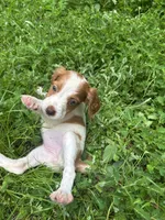 Muffin, a female Brittany for sale in Juliette, GA – 4 of 6