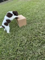 Brooks, a male Brittany for sale in Juliette, GA – 2 of 10