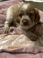 Copper, a male Brittany for sale in Juliette, GA – 2 of 4