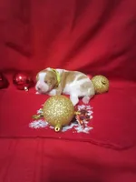 Female 1, a female Brittany for sale in Juliette, GA – Photo 2 of 5