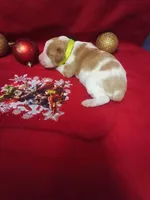 Female 1, a female Brittany for sale in Juliette, GA – Photo 3 of 5