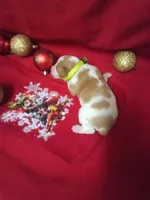 Female 1, a female Brittany for sale in Juliette, GA – Photo 4 of 5