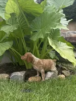 Copper, a male Brittany for sale in Juliette, GA – 5 of 10