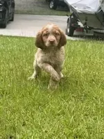 Copper, a male Brittany for sale in Juliette, GA – 4 of 10