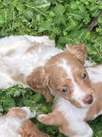 Nova, a female Brittany for sale in Juliette, GA – 7 of 7