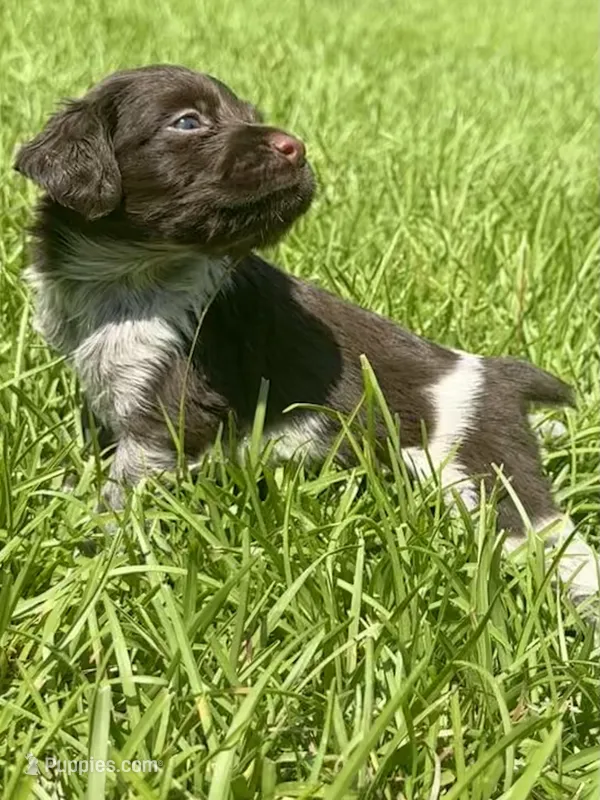Monty – Brittany puppy for sale in Juliette, GA