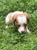 JellyBean, a female Brittany for sale in Juliette, GA – 2 of 9