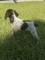Merlot , a female Brittany for sale in Juliette, GA – 2 of 3