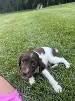 Brooks, a male Brittany for sale in Juliette, GA – 6 of 10
