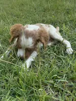 Muffin, a female Brittany for sale in Juliette, GA – 9 of 9