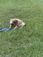 JellyBean, a male Brittany for sale in Juliette, GA – 4 of 9