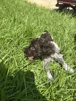 Miles, a male Brittany for sale in Juliette, GA – 2 of 2