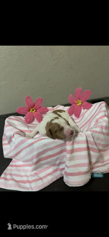 Maverick – Brittany puppy for sale in Juliette, GA