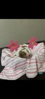 Maverick, a male Brittany for sale in Juliette, GA – 1 of 4