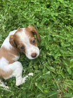 Maverick, a male Brittany for sale in Juliette, GA – 4 of 5