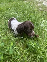 CoCo, a female Brittany for sale in Juliette, GA – 2 of 7