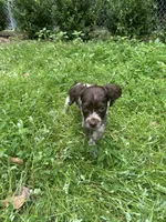 CoCo, a female Brittany for sale in Juliette, GA – 4 of 7