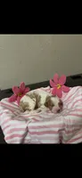 Milo, a male Brittany for sale in Juliette, GA – 2 of 3