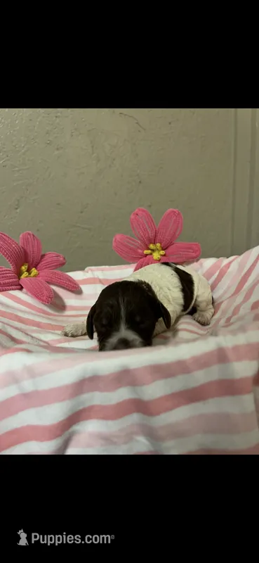 River – Brittany puppy for sale in Juliette, GA