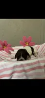 River, a female Brittany for sale in Juliette, GA – 1 of 3
