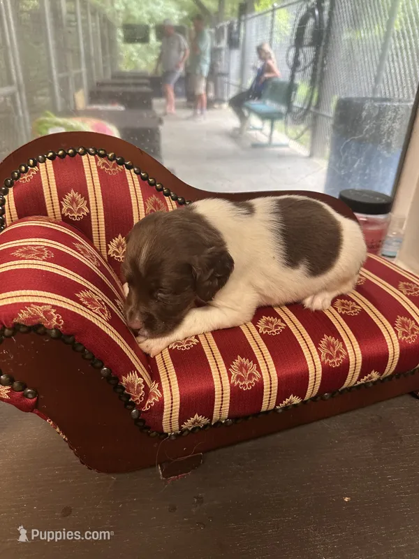 Brooks – Brittany puppy for sale in Juliette, GA