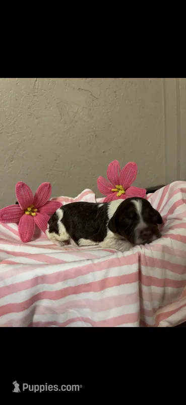 Willow – Brittany puppy for sale in Juliette, GA