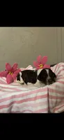 Willow, a female Brittany for sale in Juliette, GA – 1 of 3