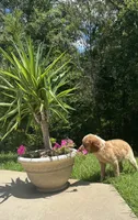 Copper, a male Brittany for sale in Juliette, GA – 9 of 10