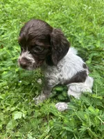 CoCo, a female Brittany for sale in Juliette, GA – 7 of 7