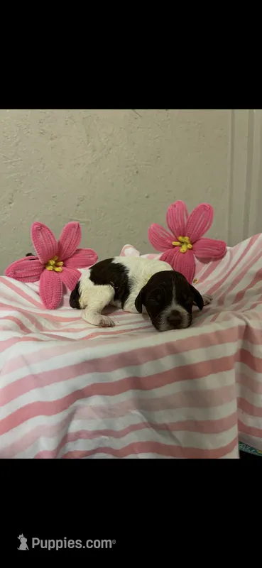 CoCo – Brittany puppy for sale in Juliette, GA