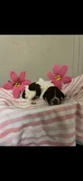 CoCo, a female Brittany for sale in Juliette, GA – 1 of 3