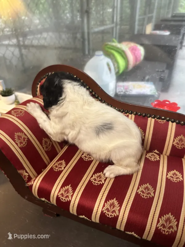 Knoxx – Brittany puppy for sale in Juliette, GA