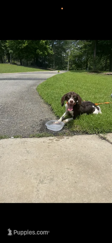 Hank  – Brittany puppy for sale in Juliette, GA