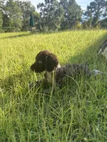 Milley , a male Brittany for sale in Juliette, GA – 8 of 10