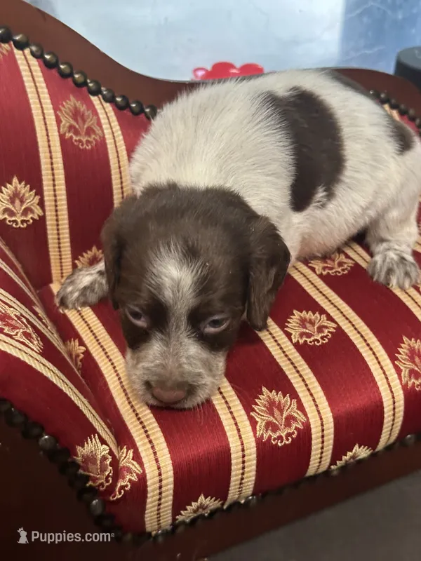 Daisy – Brittany puppy for sale in Juliette, GA