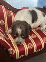 Daisy, a female Brittany for sale in Juliette, GA – 1 of 2