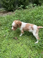 JellyBean, a female Brittany for sale in Juliette, GA – 5 of 9