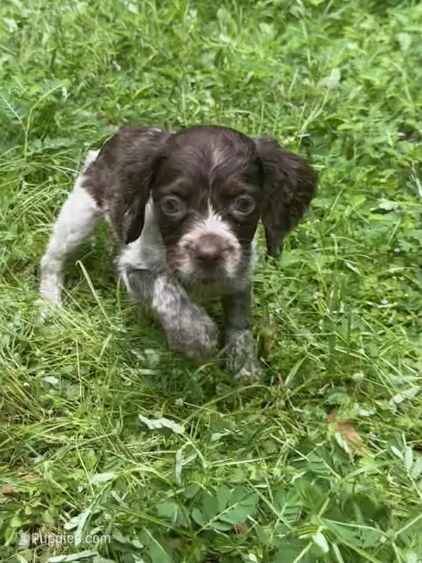 CoCo – Brittany puppy for sale in Juliette, GA
