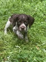 CoCo, a female Brittany for sale in Juliette, GA – 1 of 7