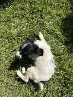 Knoxx, a male Brittany for sale in Juliette, GA – 6 of 7