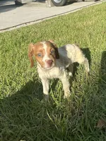 Nova, a female Brittany for sale in Juliette, GA – 3 of 10