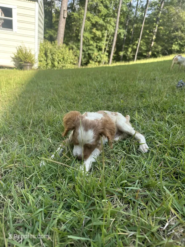 JellyBean – Brittany puppy for sale in Juliette, GA