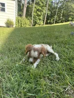 JellyBean, a male Brittany for sale in Juliette, GA – 2 of 9