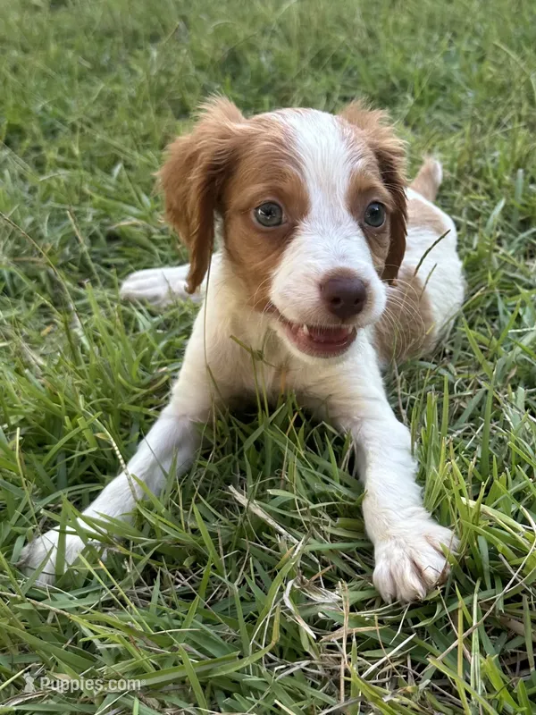 Muffin – Brittany puppy for sale in Juliette, GA