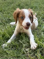 Muffin, a female Brittany for sale in Juliette, GA – 1 of 9