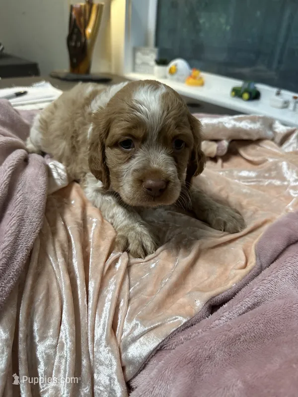 Copper – Brittany puppy for sale in Juliette, GA
