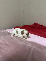 Honey, a female Brittany for sale in Juliette, GA – Photo 1 of 4