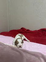 Honey, a female Brittany for sale in Juliette, GA – Photo 2 of 4