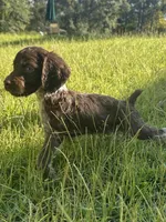 Milley , a male Brittany for sale in Juliette, GA – 6 of 10