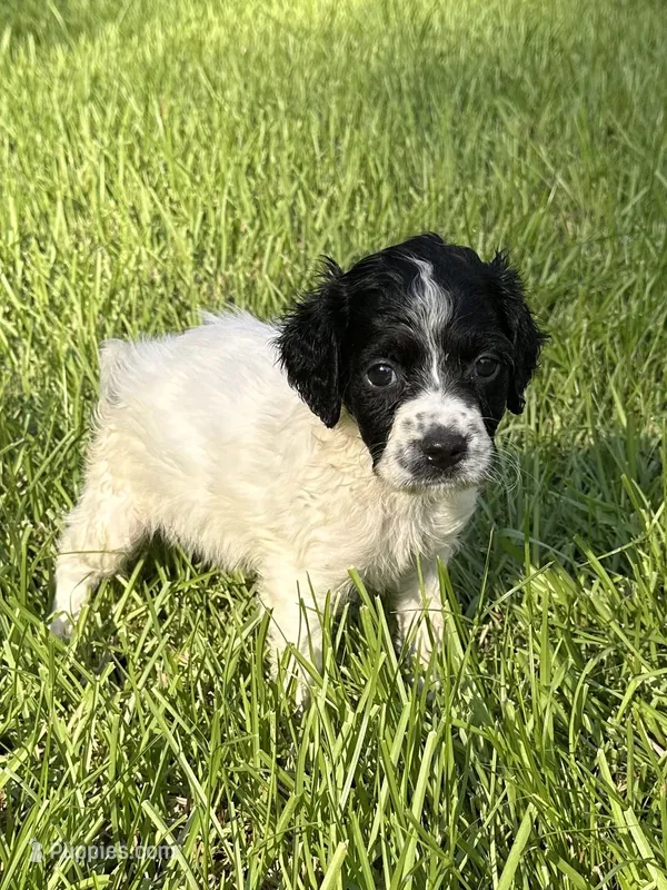 Knoxx – Brittany puppy for sale in Juliette, GA